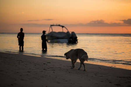 The dog is on the shore of the Indian ocean at sunset.の写真素材