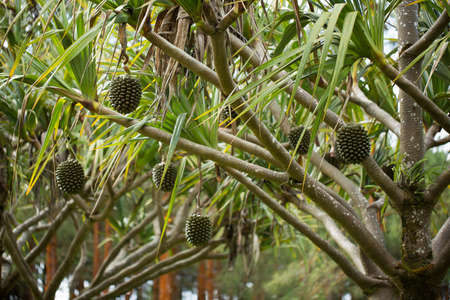 Pandanus fruits grow on a tree on the islandの写真素材