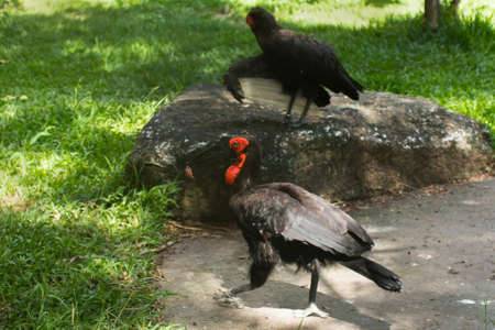 A bird in the zoo. The Red Book