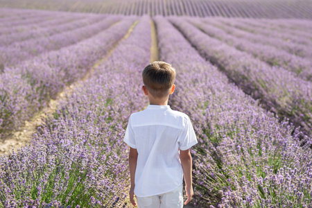 Cute boy in a white shirt in a lavender field. Provence. Rear view.の写真素材