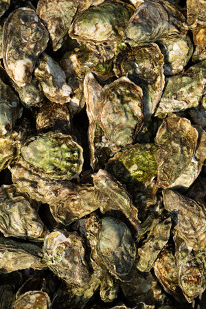 Close-up of fresh large oysters.の写真素材