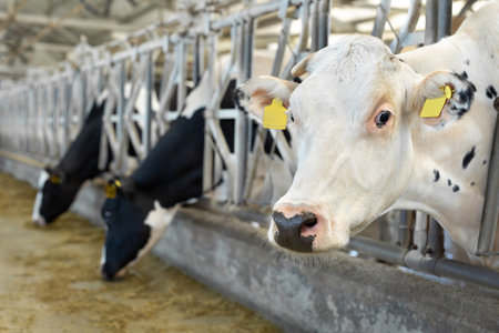 Concept of farming and animal husbandry is a herd of cows eating hay in a cowshed on a dairy farm.の写真素材