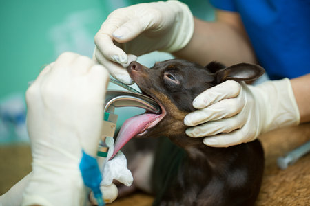 Veterinarian surgery, putting anesthesia breathing circuit set to dog mouth.の写真素材