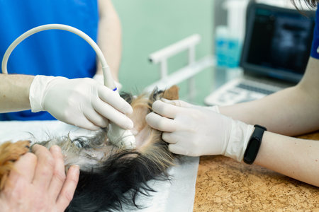 Vet does an ultrasound dog in clinic.の写真素材