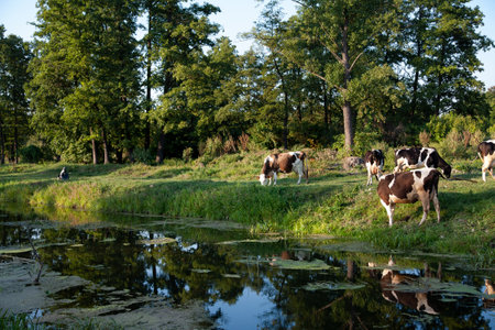 Cows grazing on pasture at sunset by river.
