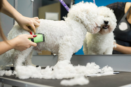 Groomer trimming a small dog Bichon Frise with an electric hair clipper.の写真素材