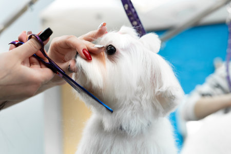 Female groomer haircut Bolonka Bolognese on the table for grooming in the beauty salon for dogs.の写真素材