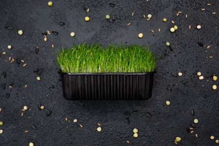 Sprouts vegetable carrot, micro, microgreen.の写真素材