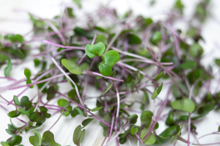 Fresh red cabbage sprouts, cut stems on white wood, top view. Growing microgreens at home.の写真素材