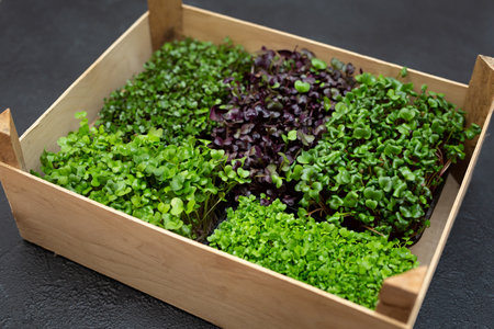 Mixed micro-greens in trays for growing in a wooden box.の写真素材
