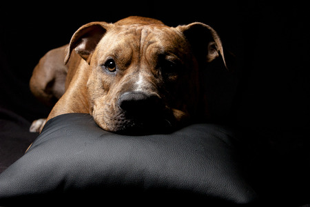 American Staffordshire Terrierの写真素材