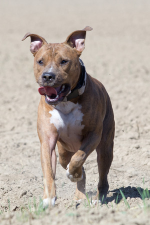 American Staffordshire Terrierの写真素材