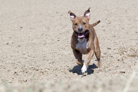 American Staffordshire Terrierの写真素材