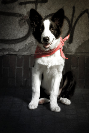 Border Colli Puppyの写真素材