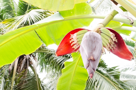 Reddish purple Banana blossom with the young bananas on a banana treeの写真素材