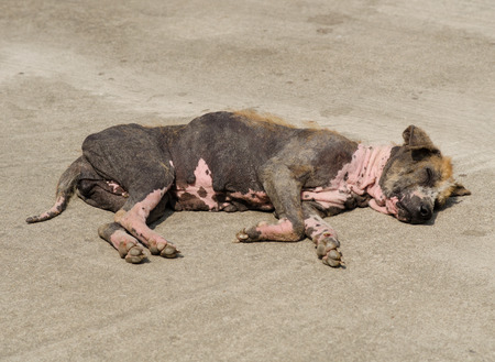 Ugly scabby dog lying on the road の写真素材