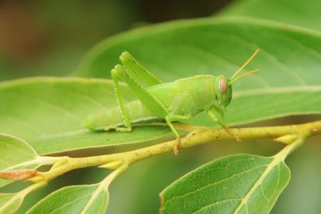 green grasshopper disguising on a green leaf