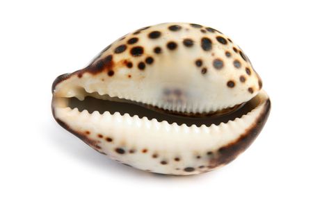 sea shell isolated on white backgroundの写真素材
