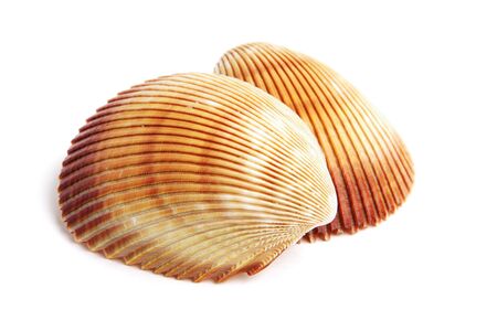 sea shell isolated on white background