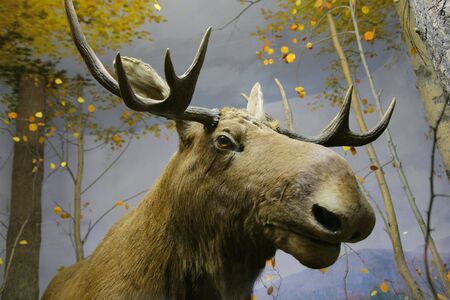 close-up photo of elk head
