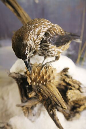 nutcracker pecking a coneの写真素材