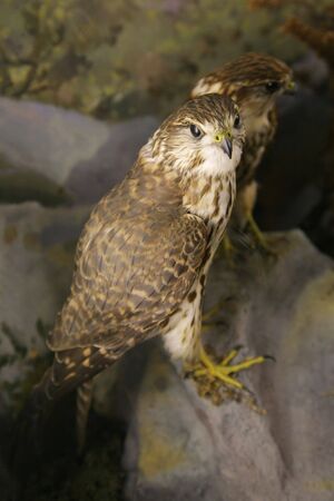 falcon