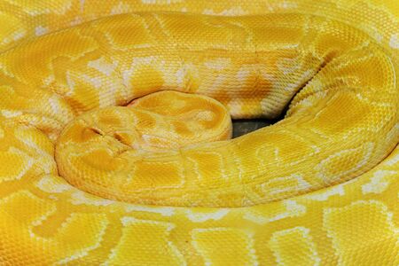 coil up yellow boa