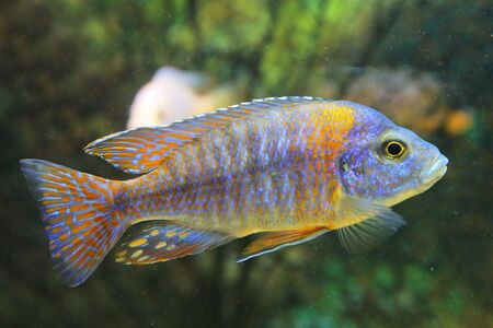 tropical fishの写真素材