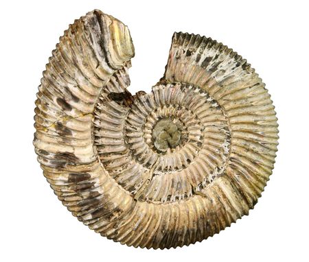 fossil sea shell isolated on white backgroundの写真素材