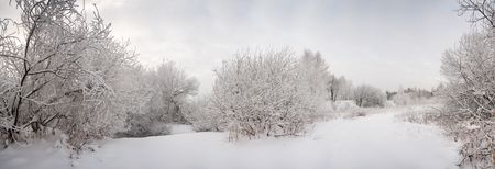 snow landscape with frosted trees. Panoramic imageの写真素材