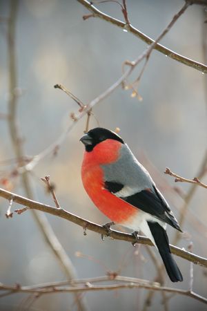  bullfinch perched on a branch, close up photo