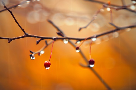 autumn branches under rainの写真素材