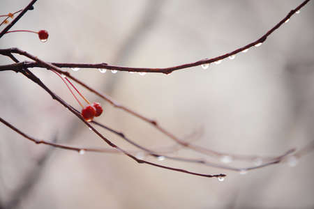 autumn branches under rainの写真素材