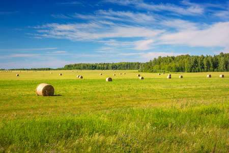 round bales of hay on a field after the harvestの写真素材