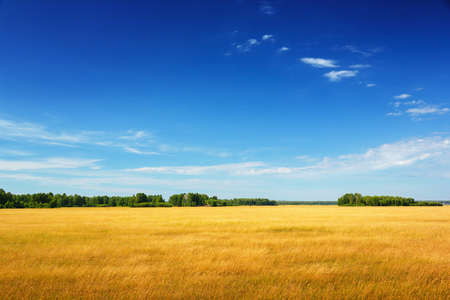 golden field under blue skyの写真素材