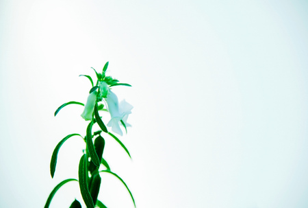 White sesame flower with green leavesの写真素材