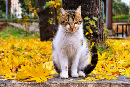 Sitting alley cat with yellow backgroundの写真素材