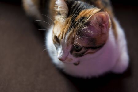 Cat sitting on the brown chairの写真素材