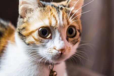 Cat looking at the camera close upの写真素材