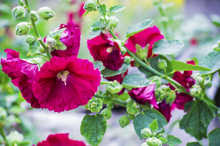 Pinky papaver somniferum plant, outdoor photographyの写真素材