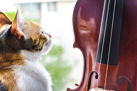 A violin next to the domestic cat in front of the windowの写真素材