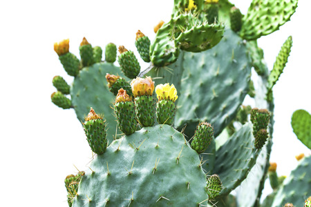 Prickly cactus plant with flowers, isolated