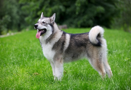 Young Alaskan Malamuteの写真素材