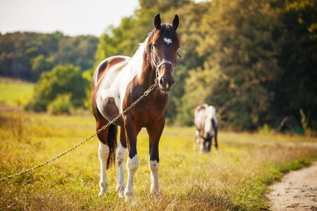 Horse grazing in a big green meadowの写真素材