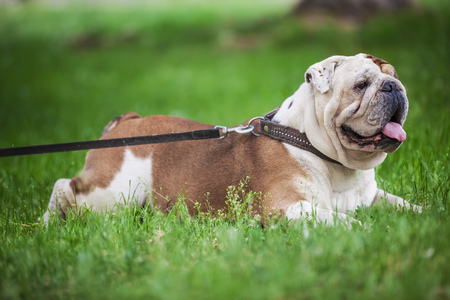 English bulldog lying on the lawnの写真素材