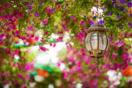 Petunia flowers and lantern in summer parkの写真素材