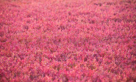Red plants in Back Sea coastal areas, could be used as backgroundの写真素材