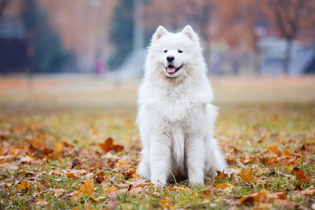 Young samoyed dog in autumn parkの写真素材