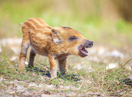 Wild piglet making calls on summer dayの写真素材