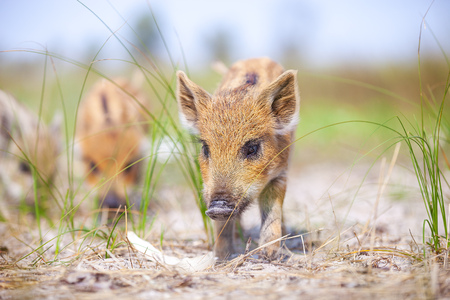 Several wild pigs standing on a path